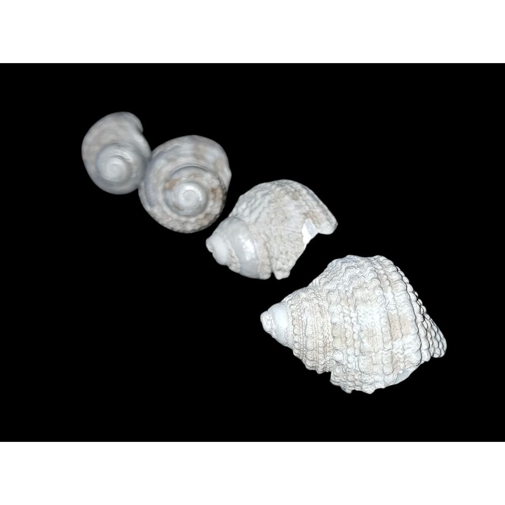 Beaded Periwinkle Shells - Picture 2 of 2